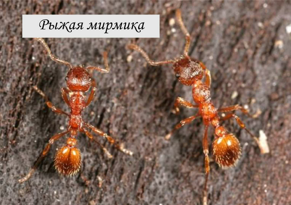 Виды муравьев.pdf