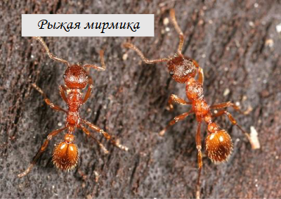 Виды муравьев