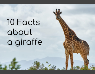 Top 10 Facts About Giraffes