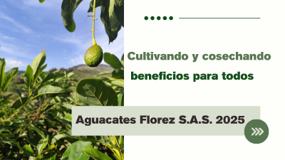 Portafolio - Aguacates Florez